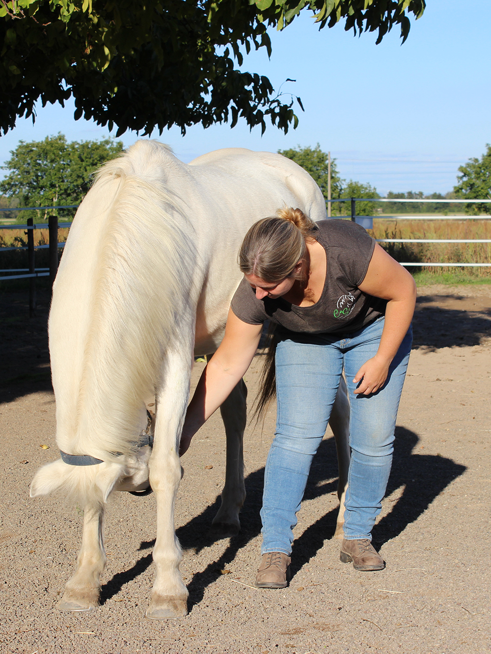Carina Santjer – Pferdeosteopathie & Pferdephysiotherapie - Pferdephysiotherapie