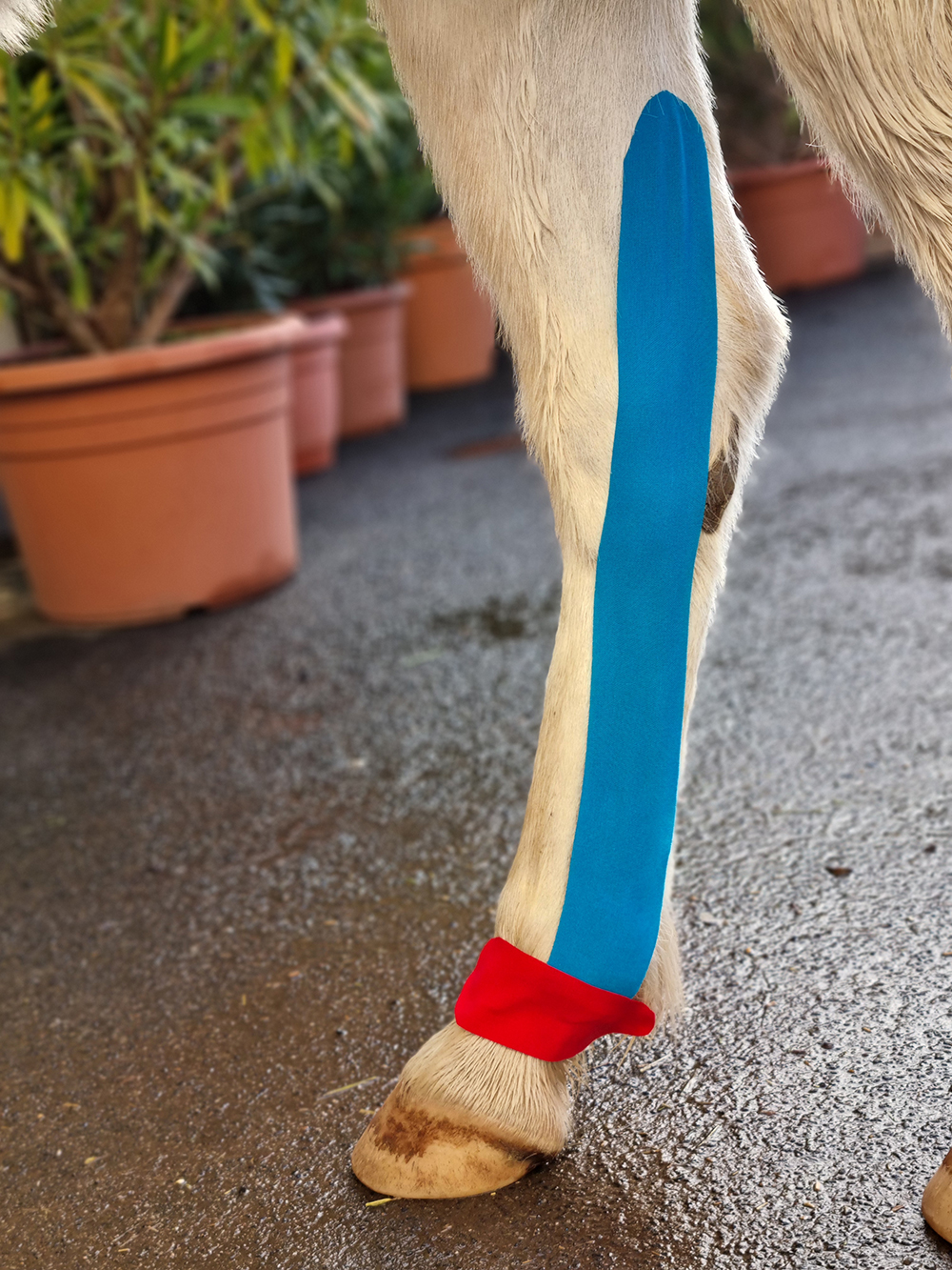 Carina Santjer – Pferdeosteopathie & Pferdephysiotherapie - Taping